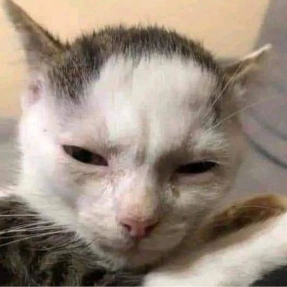 Meet your Posher, Tia - Picture 1 of 1